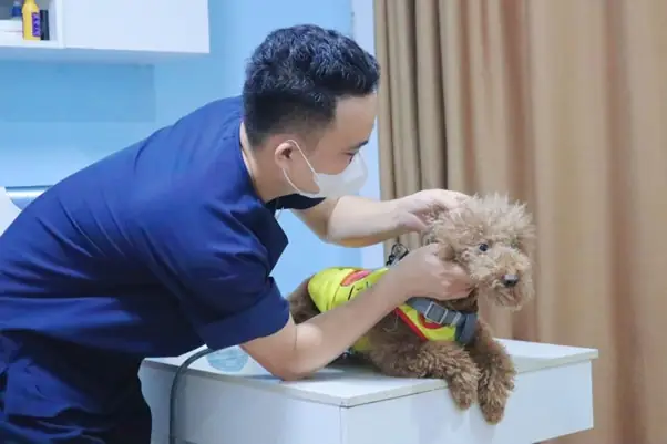 Đưa Cún Yêu Của Bạn Đến Sông Hàn Pet Để Được Chăm Sóc Và Điều Trị Đưa Cún Yêu Của Bạn Đến Sông Hàn Pet Để Được Chăm Sóc Và Điều Trị