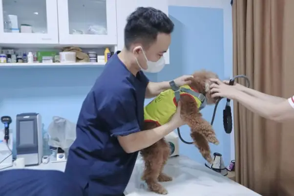 Giữ Bình Tĩnh Và Trấn An Chó Giữ Bình Tĩnh Và Trấn An Chó