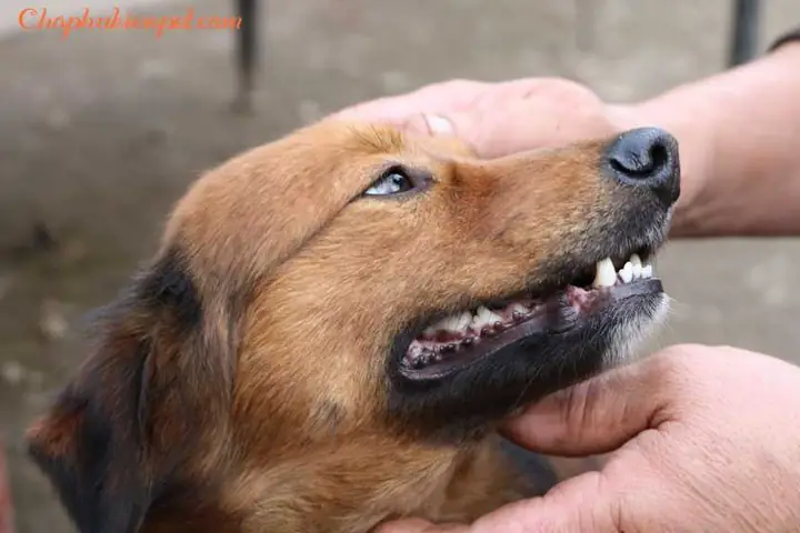 Quá Trình Thay Răng Một Lần Duy Nhất