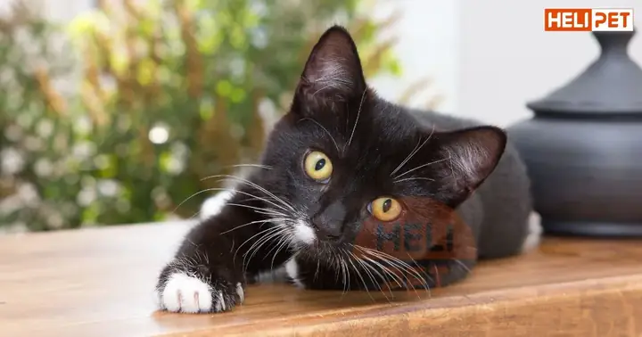 Mèo Gãy Xương Sườn Có Tự Lành Không?