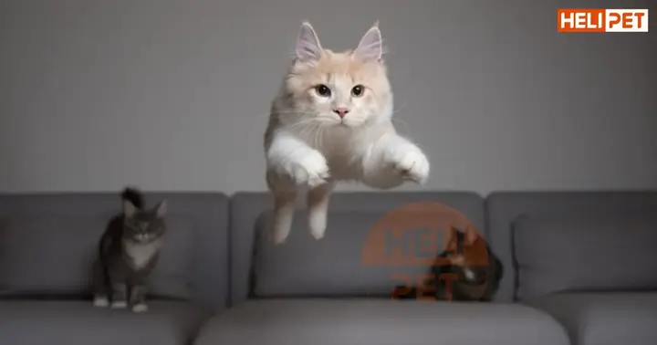 Nguyên Nhân Mèo Bị Gãy Xương Sườn