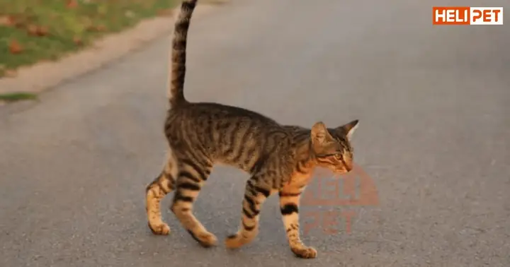 Dấu Hiệu Nhận Biết Mèo Bị Gãy Xương Sườn