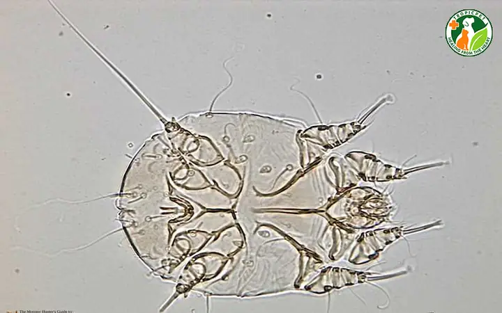 Ghẻ Sarcoptes (sarcoptic Mange)