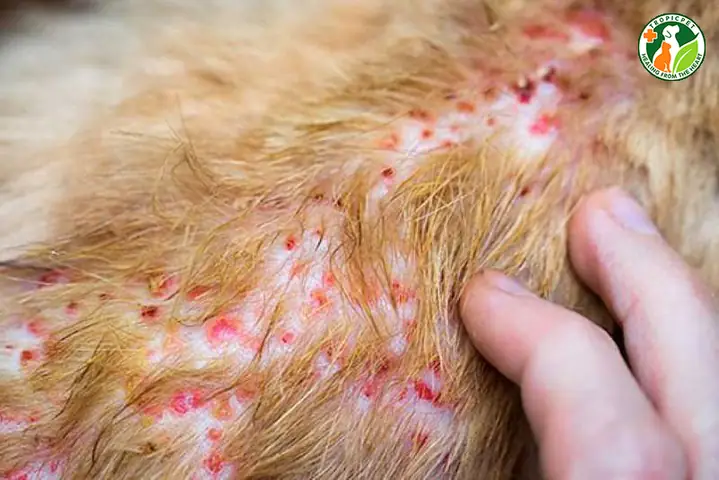 Dấu Hiệu Nhận Biết Ghẻ Demodex