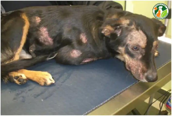 Chó Bị Ghẻ Là Gì?