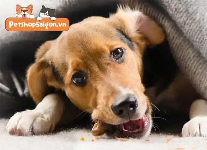 Triệu Chứng Chó Bị Giãn Dây Chằng Triệu Chứng Chó Bị Giãn Dây Chằng