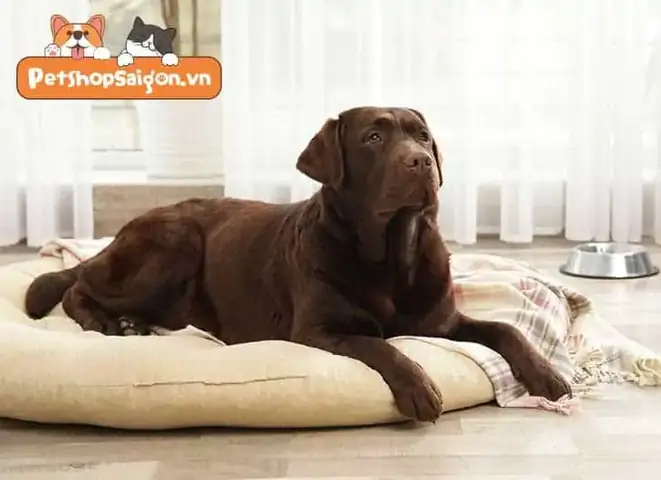 Điều Trị Giãn Dây Chằng Ở Chó Điều Trị Giãn Dây Chằng Ở Chó