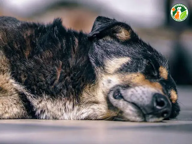 Chó Bị Co Giật Là Gì? Chó Bị Co Giật Là Gì?