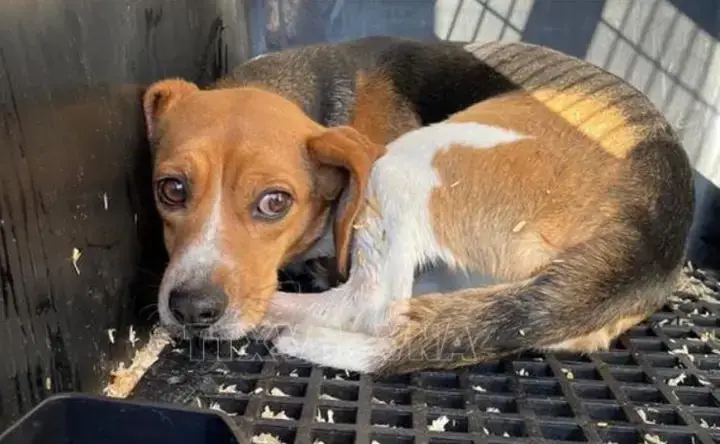 Nguyên Nhân Chính Khiến Chó Bị Giòi Làm Tổ Nguyên Nhân Chính Khiến Chó Bị Giòi Làm Tổ