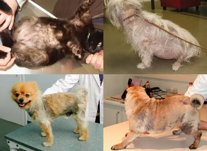 Các Loại Giòi Thường Gây Bệnh Ở Chó Các Loại Giòi Thường Gây Bệnh Ở Chó