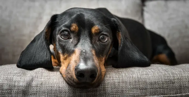 Giun Móc Ở Chó Có Đặc Điểm Gì?