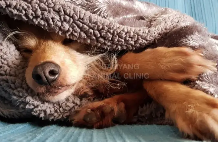 Chó Bị Hạ Thân Nhiệt: Dấu Hiệu, Cách Xử Lý Và Biện Pháp Phòng Ngừa