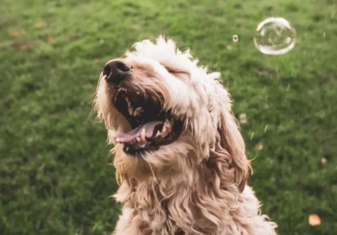 Chó Hắt Xì Để Giao Tiếp Và Chơi Đùa