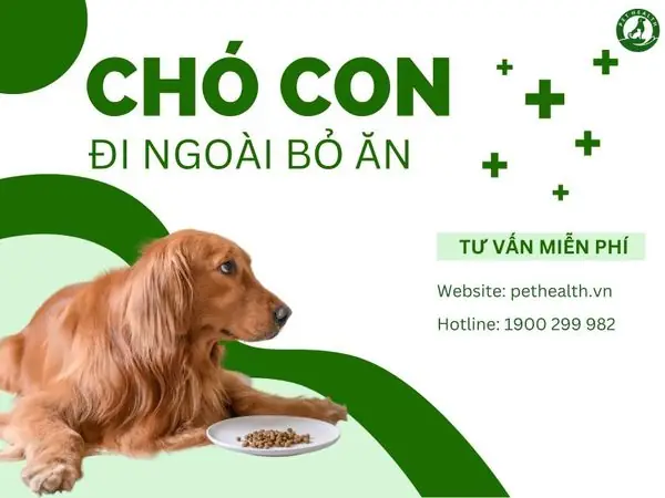 Chó Bị Ho Bỏ Ăn: Nguyên Nhân, Triệu Chứng Và Cách Chăm Sóc Hiệu Quả