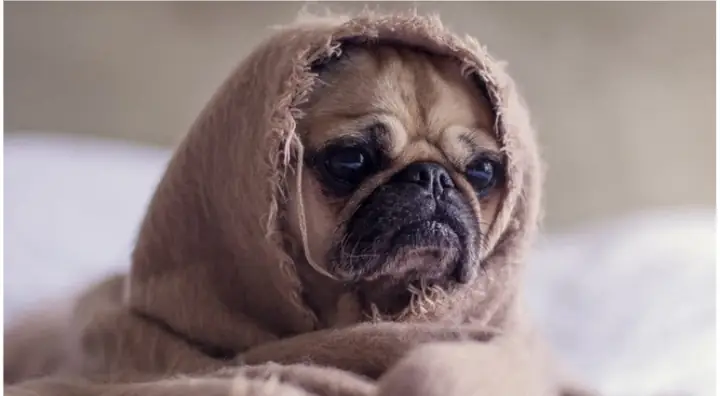 Chó Bị Ho Và Sổ Mũi: Nguyên Nhân, Dấu Hiệu Và Cách Xử Lý Hiệu Quả Chó Bị Ho Và Sổ Mũi: Nguyên Nhân, Dấu Hiệu Và Cách Xử Lý Hiệu Quả