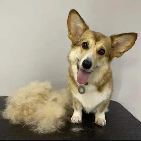 Chó Bị Ho Về Đêm: Nguyên Nhân, Dấu Hiệu Và Cách Xử Lý Hiệu Quả