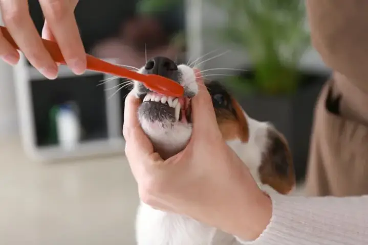 Chó Bị Hôi Miệng Bỏ Ăn: Nguyên Nhân, Chẩn Đoán Và Cách Xử Lý Khoa Học