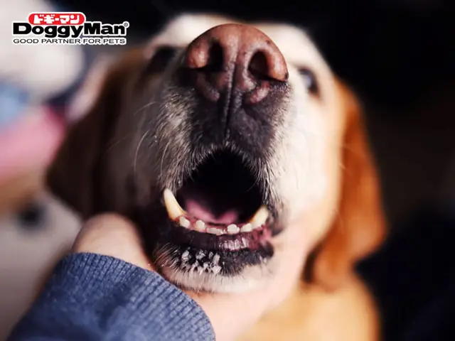 Vì Sao Chó Bị Hôi Miệng? Vì Sao Chó Bị Hôi Miệng?