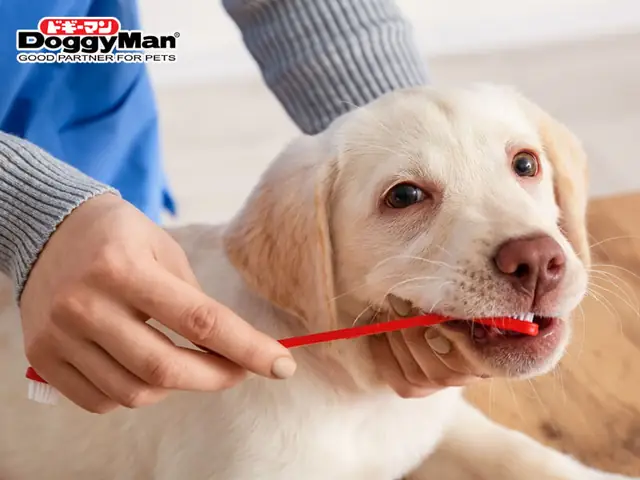 Chó Bị Hôi Miệng Phải Làm Sao Và Phòng Tránh Như Nào? Chó Bị Hôi Miệng Phải Làm Sao Và Phòng Tránh Như Nào?