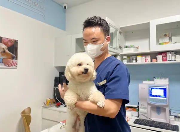 Chó Có Bị Ung Thư Không? Nguyên Nhân Gây Ra Ung Thư Ở Chó Là Gì?