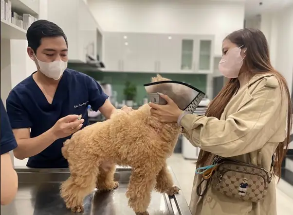 Điều Trị Hỗ Trợ (hóa Trị Liệu Và Điều Trị Tại Nhà)