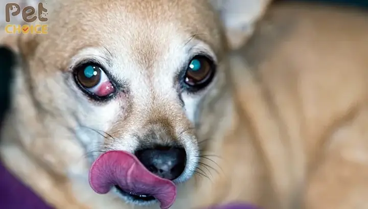 Chó Bị Khối U Ở Gáy: Nguyên Nhân, Dấu Hiệu Nhận Biết Và Cách Xử Lý