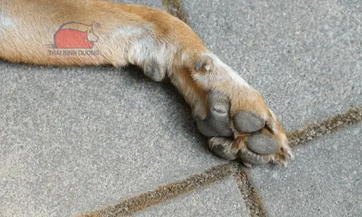 Nguyên Nhân Gây Bệnh