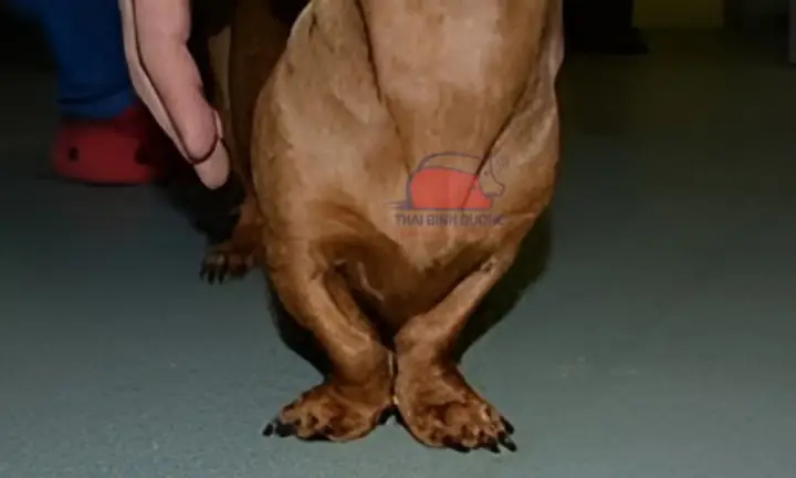 Hạ Bàn Khuỳnh Chân Trước Là Gì?