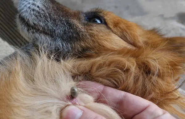 Bệnh Ký Sinh Trùng Máu Ở Chó Là Gì?