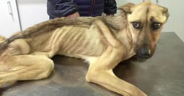 Do Thiếu Dưỡng Chất Cần Thiết Do Thiếu Dưỡng Chất Cần Thiết