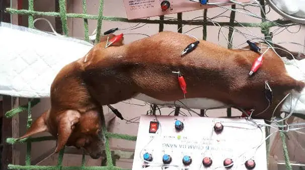 Các Phương Pháp Châm Cứu Được Áp Dụng Tại Pethealth