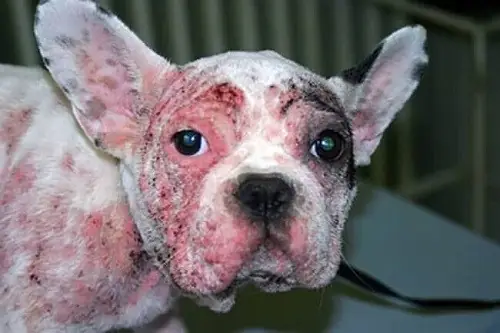 Chó Bị Loét Da Chảy Máu: Nguyên Nhân, Triệu Chứng Và Cách Điều Trị Hiệu Quả Chó Bị Loét Da Chảy Máu: Nguyên Nhân, Triệu Chứng Và Cách Điều Trị Hiệu Quả