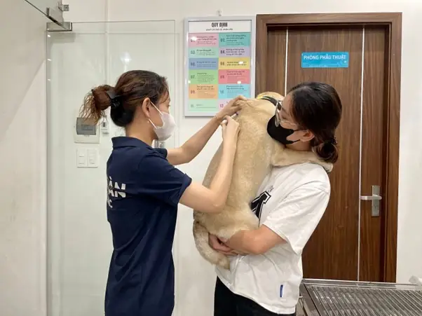 Phương Pháp Điều Trị Chó Bị Lòi Dom