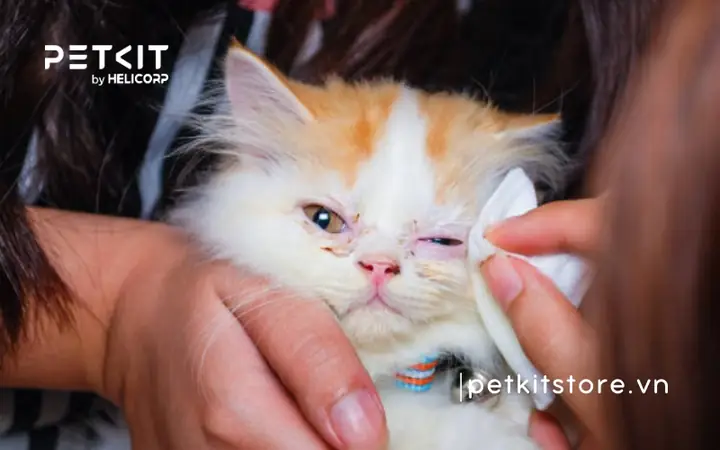 Vệ Sinh Vùng Mắt Của Mèo Bằng Nước Muối Sinh Lý