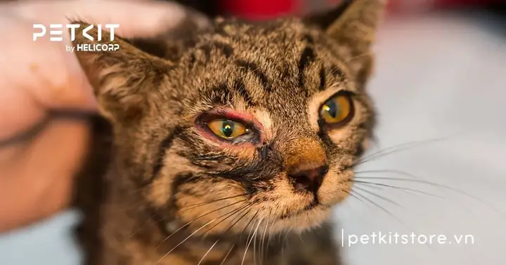 Mèo Đau Mắt Có Nguy Hiểm Không? Mèo Đau Mắt Có Nguy Hiểm Không?