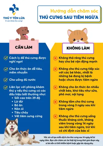 Chó Bị Mệt Sau Khi Tiêm Kháng Sinh