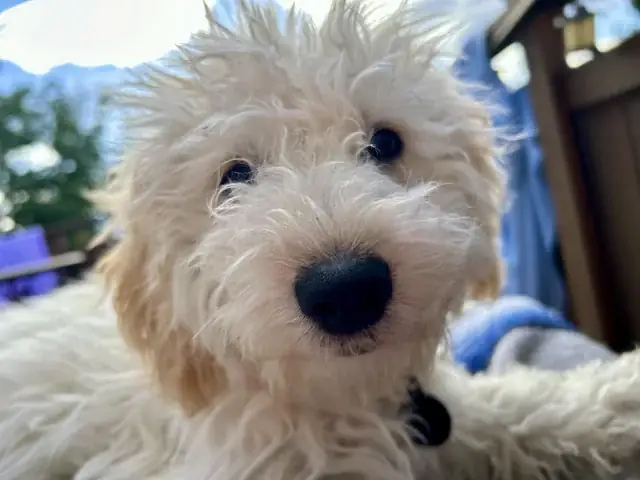 Chó Bị Ngã Từ Trên Cao: Hướng Dẫn Sơ Cứu & Phòng Tránh