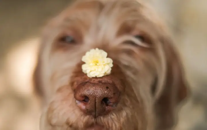 Nguyên Nhân Chó Bị Chảy Máu Mũi