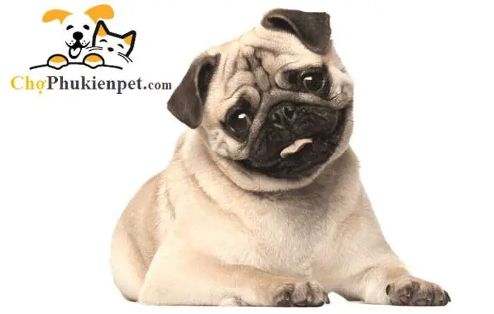 Dấu Hiệu Chó Bị Nghẹt Mũi