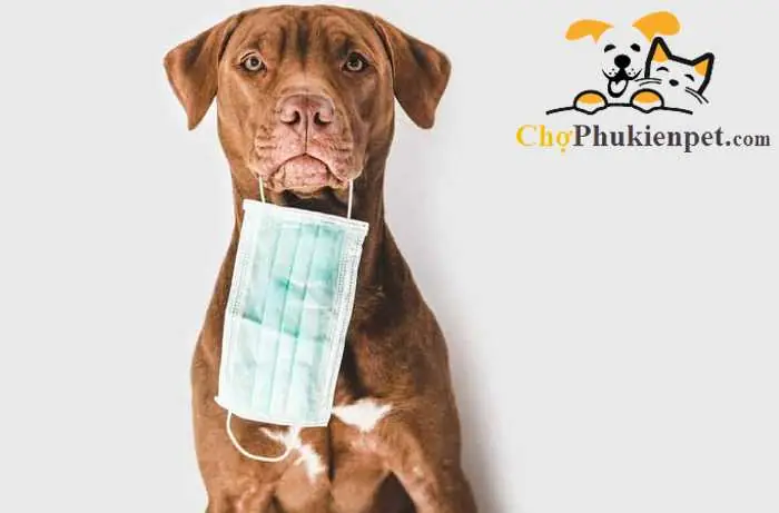 Chó Bị Nghẹt Mũi Khó Thở