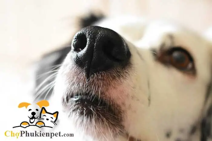 Nguyên Nhân Chó Bị Nghẹt Mũi