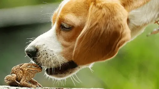 Nguyên Nhân Chó Bị Ngộ Độc Cóc? Nguyên Nhân Chó Bị Ngộ Độc Cóc?