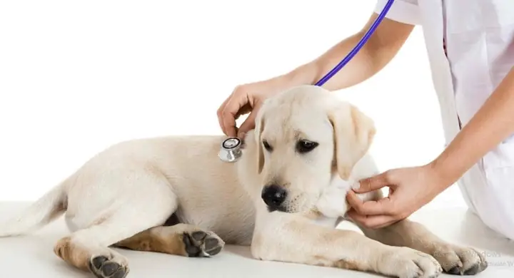 Cách Chữa Cho Chó Bị Ngộ Độc Thức Ăn Cách Chữa Cho Chó Bị Ngộ Độc Thức Ăn