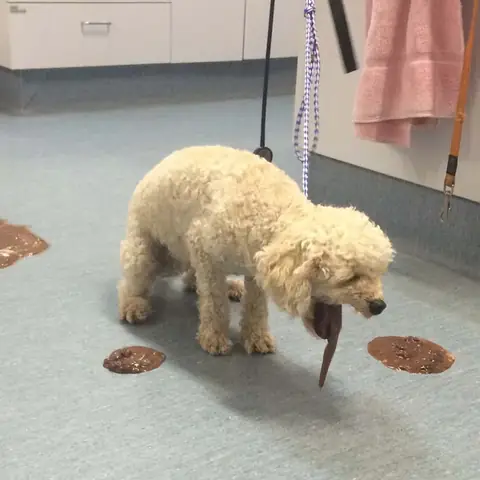 Chó Bị Ngộ Độc Thức Ăn