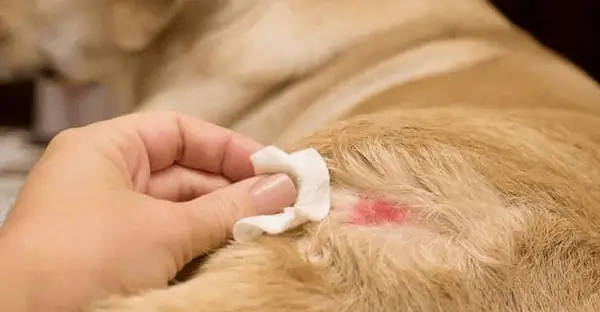 Chó Bị Nổi Hột Đỏ: Nguyên Nhân, Cách Nhận Biết Và Xử Lý Kịp Thời