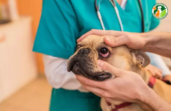 Nguyên Nhân Khiến Chó Bị Mộng Mắt