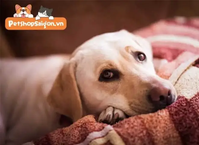 Hành Vi Của Chó Có Thay Đổi Sau Khi Tiêm Phòng Không?