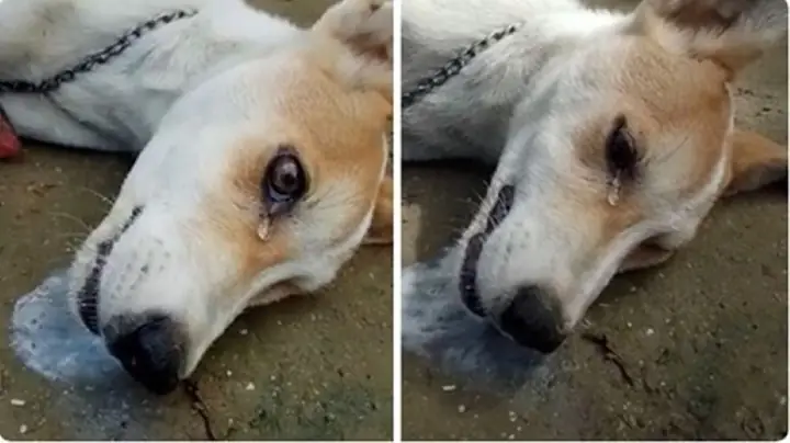 Tìm Hiểu Về Chứng Co Giật Ở Chó