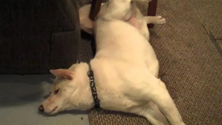 Chó Bị Run Lẩy Bẩy