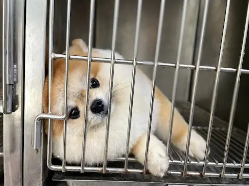 Phòng Ngừa Chó Bị Nổi Mụn Mủ